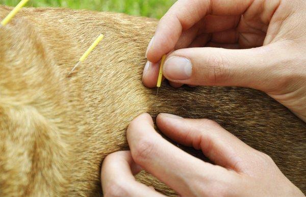 Acupuntura para cachorro e gato: bem-estar e alívio da dor