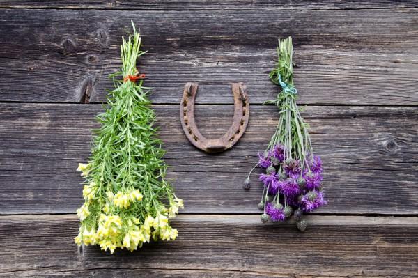 Florais para despertar vontade de agir e ter prosperidade