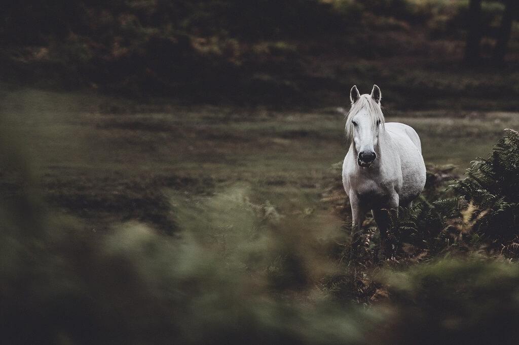 Sonhar com cavalo: o que significa?