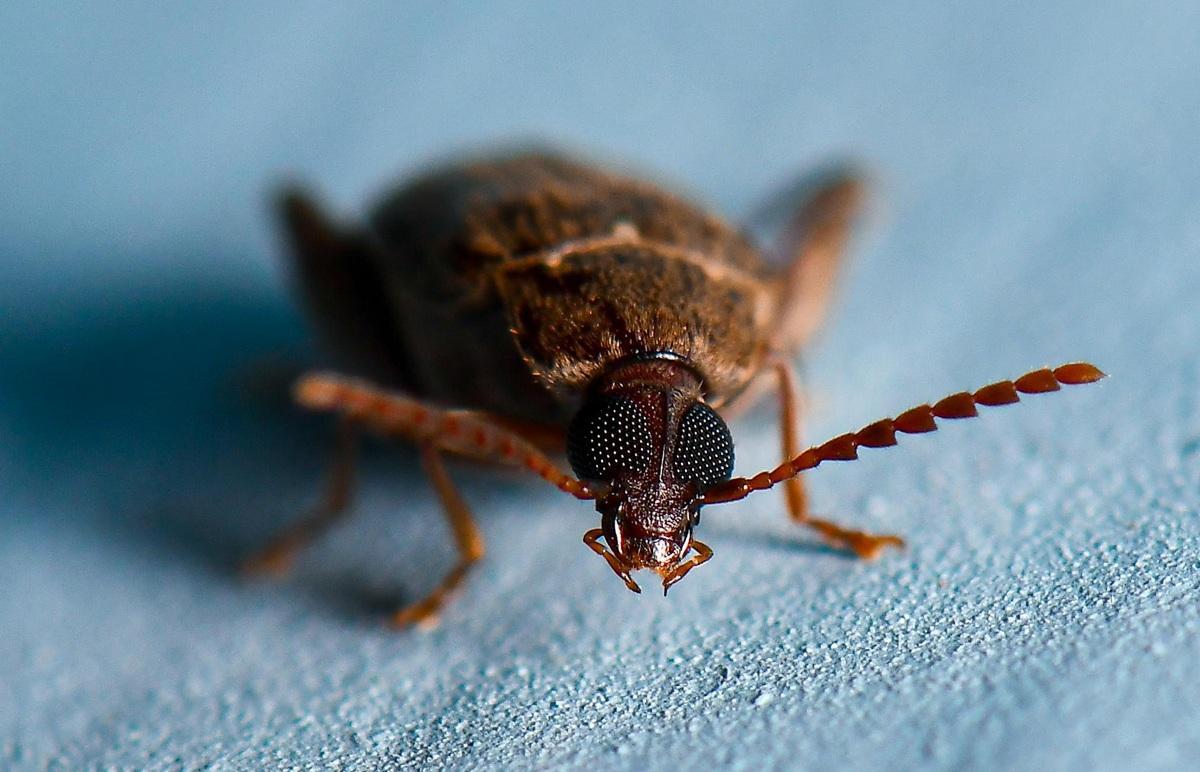 Sonhar com barata: o que significa?