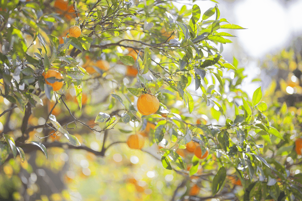 Aromaterapia e Primavera: quais óleos essenciais podem te ajudar a florescer