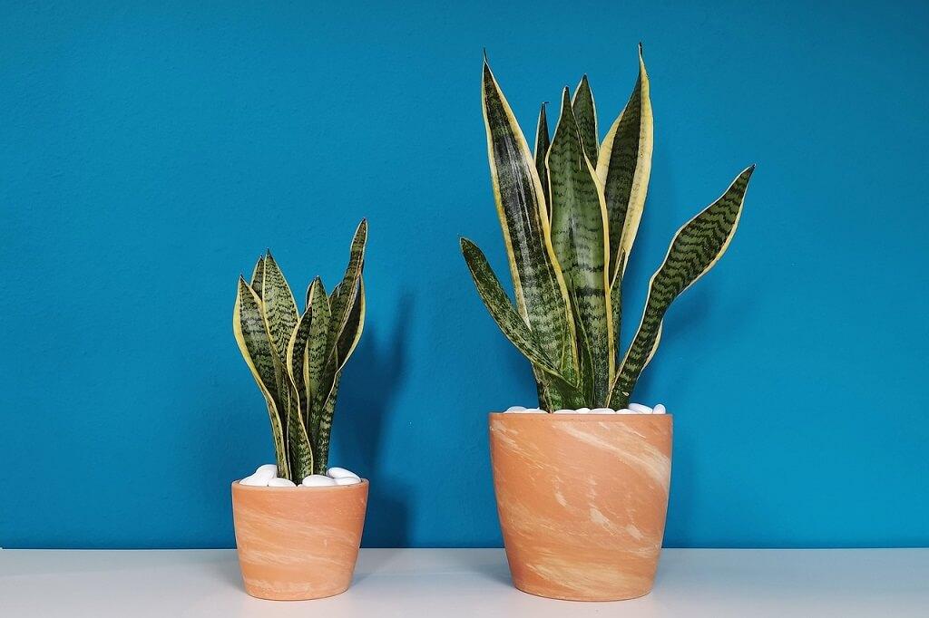 Descubra as melhores plantas para cada cômodo da casa segundo o Feng Shui