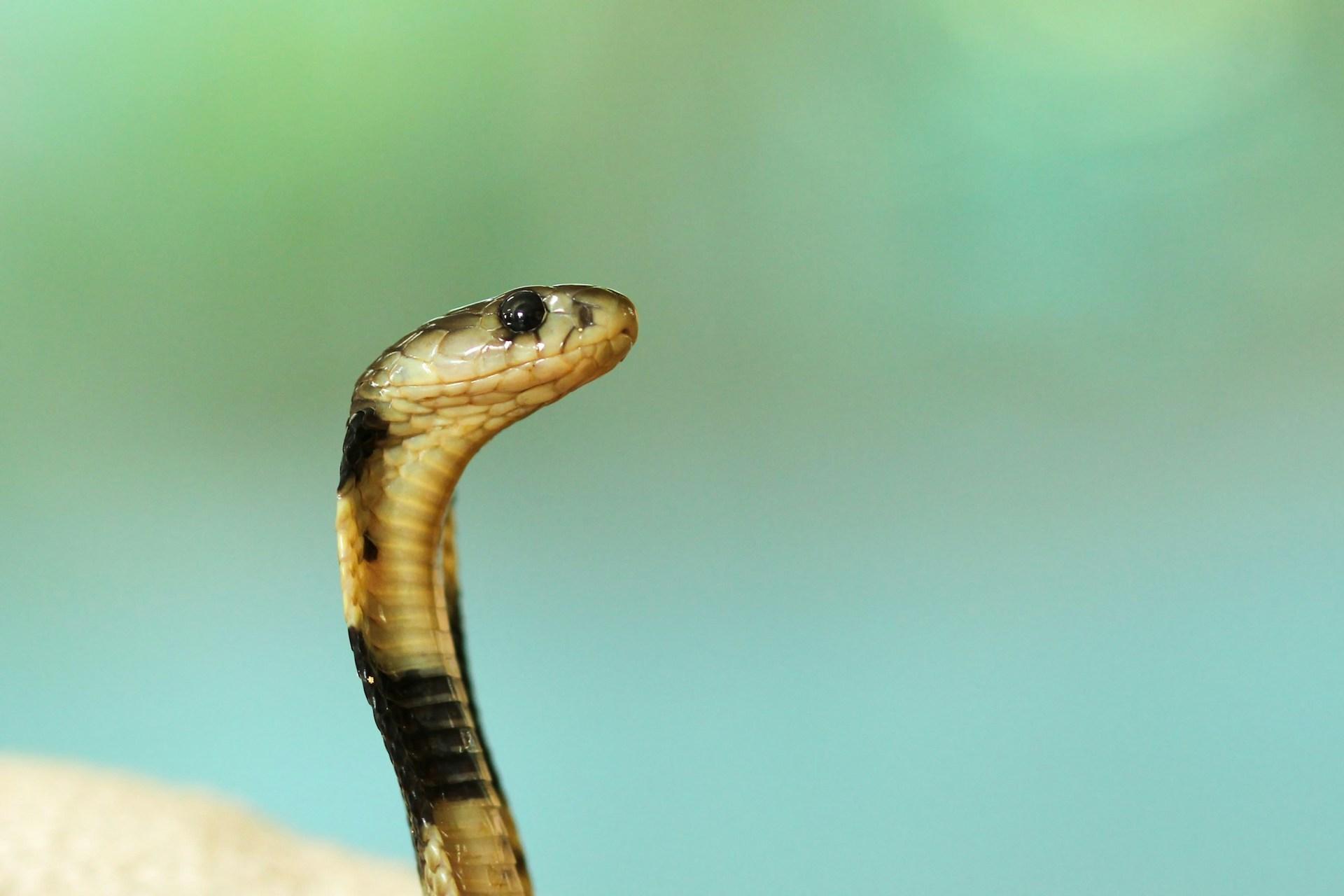 Significado de Sonhar com Cobra